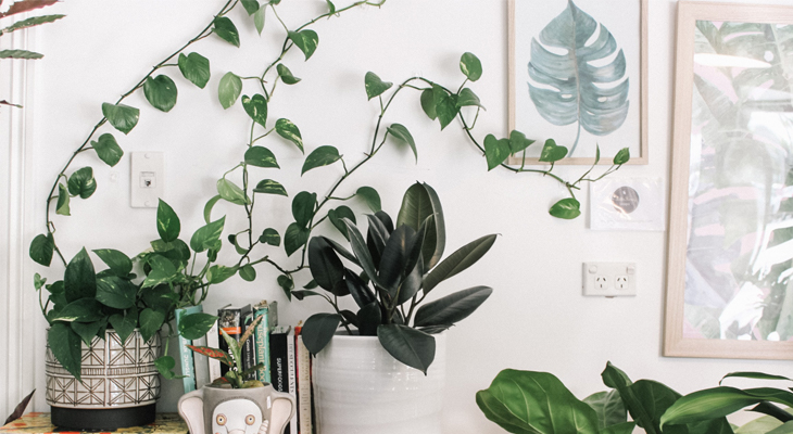 Add some plants to your room